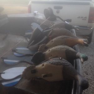 Battery operated spinner ducks all works perfectly